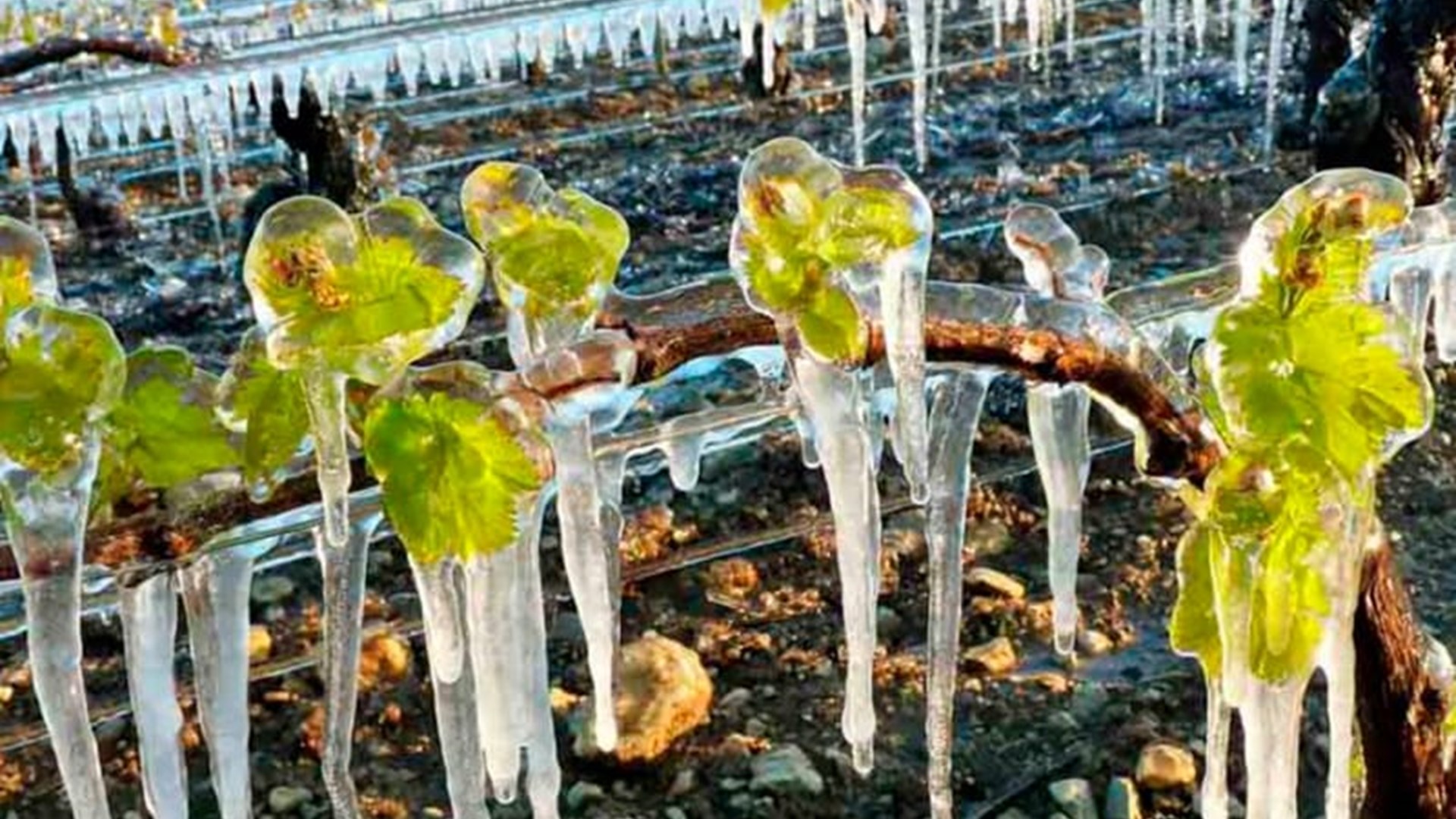 Frost i Bourgogne