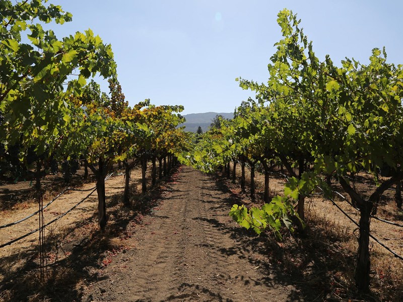 napa-valley-vinmarker