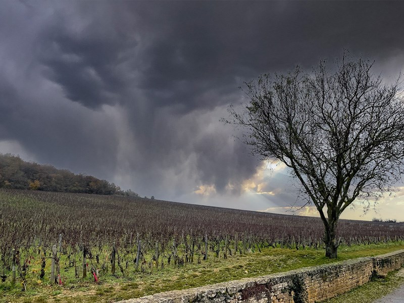 Musigny Grand Cru vinmark - en legendarisk mark